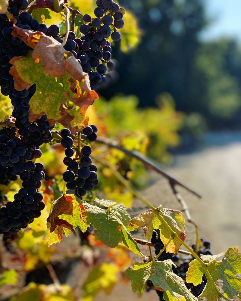 SAUCELITO CANYON VINEYARDS 124 Photos & 159 Reviews Wineries 3080