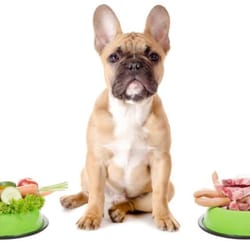 Provenance Veterinary Hospital - Only about 1% of pets diagnosed with a food allergy are allergic to grains. Most pets don't need a grain free diet!