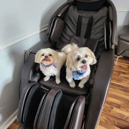 Two happy dogs finishing up their spa day with a nice massage! Two happy dogs finishing up their spa day with a nice massage!