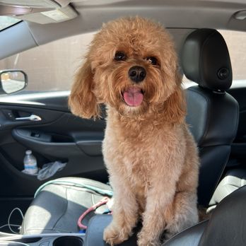 Discount Pets - Pet Groomers Near Me - Santa Ana, California Discount Pets - Pet Groomers Near Me - Santa Ana, California