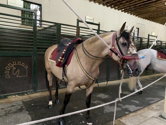 Caballerizas Reales by null