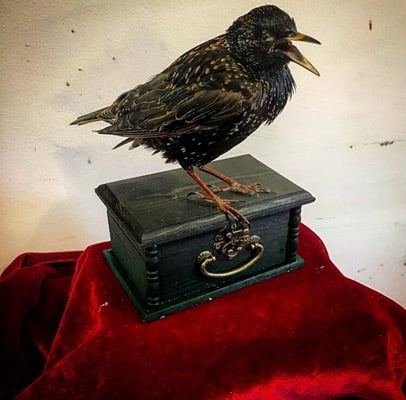 Prey Taxidermy by null