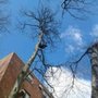 Photo of Maxwells Tree Service