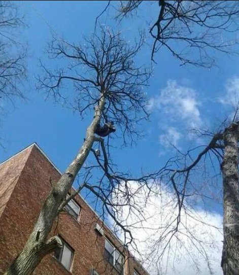 Maxwells Tree Service - tree service in Cincinnati, OH