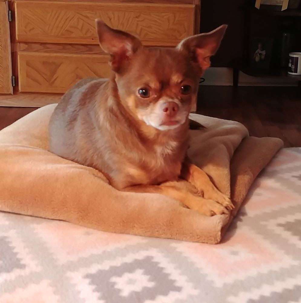 CULLMAN VETERINARY HOSPITAL Updated September 2024 1636 Main Ave SW