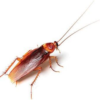Tri County Pest Control - Pest Control Near Me - Hampstead, North Carolina
