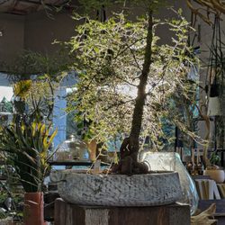 The Juicy Leaf - Sun plants for indoors
