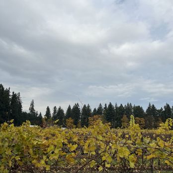 Siltstone Wines - The grapes that make the wine, right next to our table! - Wineries Near Me - Dayton, Oregon Siltstone Wines - The grapes that make the wine, right next to our table! - Wineries Near Me - Dayton, Oregon