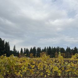 Siltstone Wines - The grapes that make the wine, right next to our table!