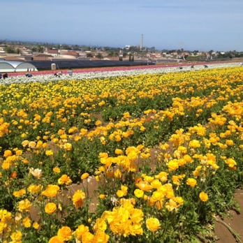 The Flower Fields - Venues & Event Spaces Near Me - Carlsbad, California The Flower Fields - Venues & Event Spaces Near Me - Carlsbad, California