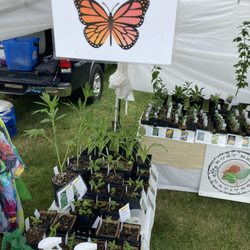 Rust Belt Natives - Each year we stock a variety of milkweed species native to western PA to help support Monarch butterflies