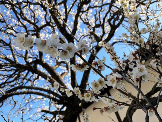 Gōtokuji Temple by null