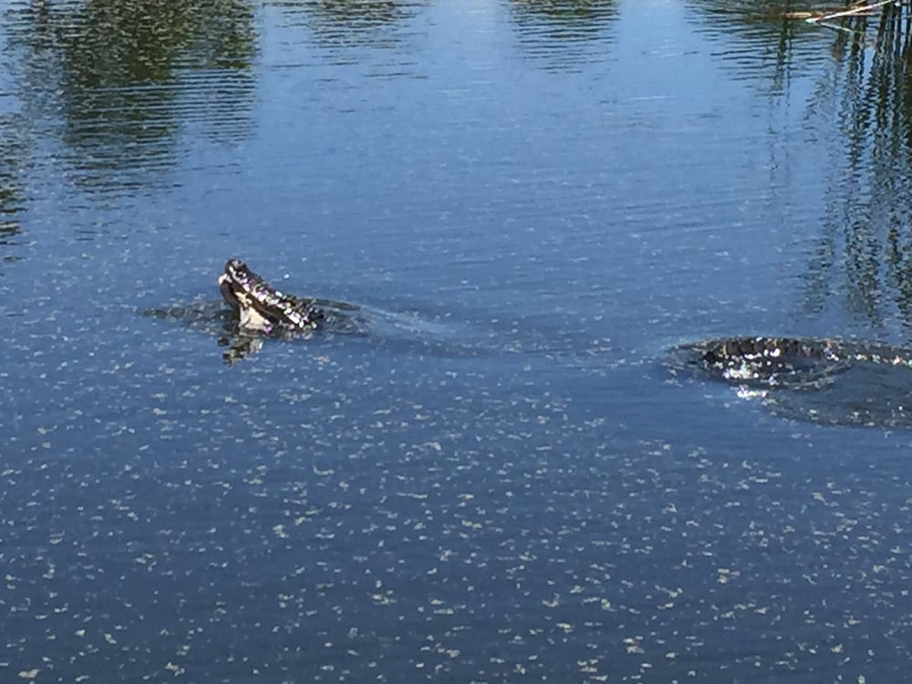 LEMON BAY GOLF CLUB Updated September 2024 9600 Eagle Preserve Dr, Englewood, Florida Golf