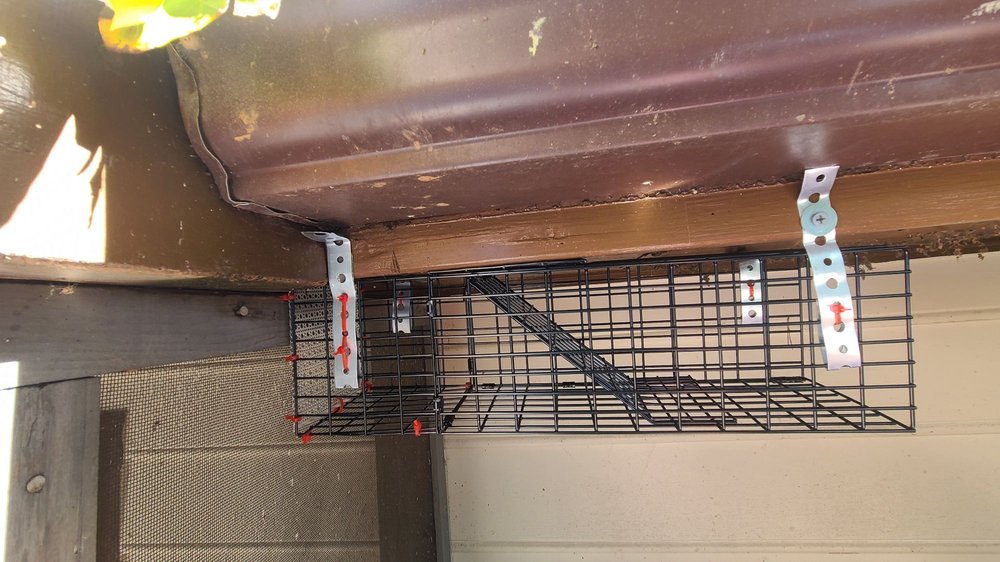 1 PEST SOLUTION Updated May 2024 66 Photos WinstonSalem, North