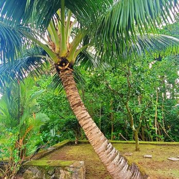 Triple A Tree Care - After - Tree Services Near Me