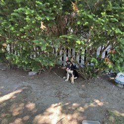 Doggie Daphiney