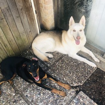 Plano Animal Services - His bestfriend - Animal Shelters Near Me - Plano, Texas