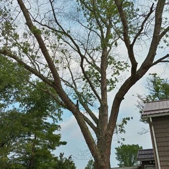 Rapid Tree Professional Service - Maple removal - Tree Services Near Me Rapid Tree Professional Service - Maple removal - Tree Services Near Me