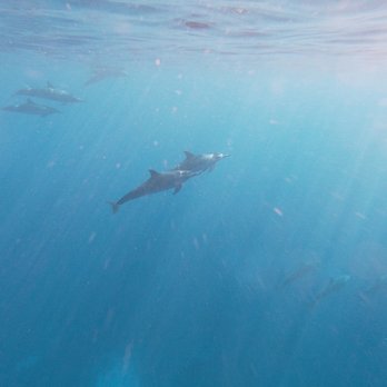 Alii Ocean Tours - Dolphins - Boat Charters Near Me - Kailua-Kona, Hawaii Alii Ocean Tours - Dolphins - Boat Charters Near Me - Kailua-Kona, Hawaii