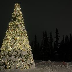 Aurora in Alaska - Tree at the North Pole