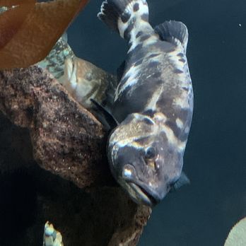 Shedd Aquarium - Big fish - Aquariums Near Me - Chicago, Illinois
