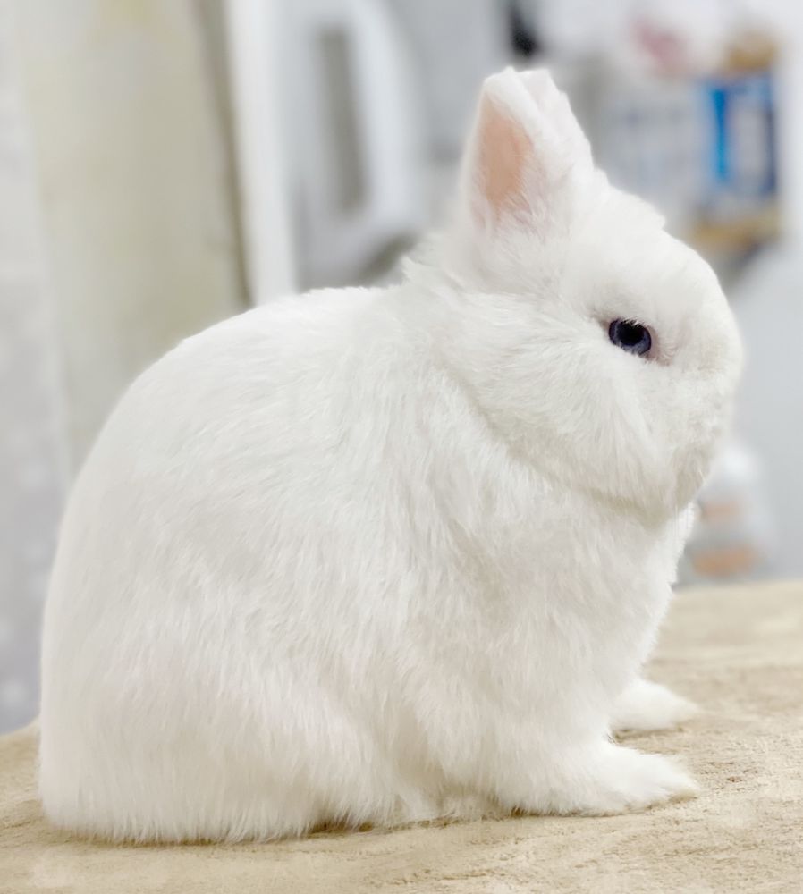 Renew Farm Bunnies Image