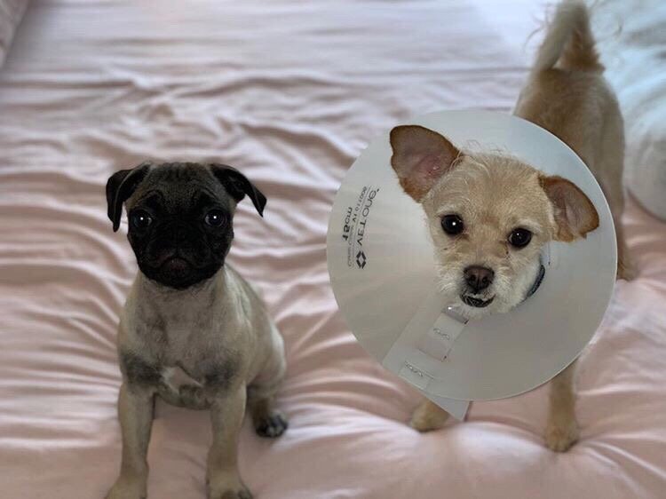 HUNTER ANIMAL HOSPITAL Updated August 2024 27 Reviews 5246 W