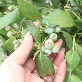 Temecula Berry - Farms Near Me - Temecula, California
