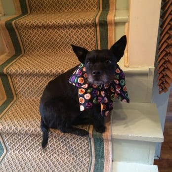 Stone Haus Bed & Breakfast - Milly the B&B doggie! - Hotels Near Me - Hermann, Missouri Stone Haus Bed & Breakfast - Milly the B&B doggie! - Hotels Near Me - Hermann, Missouri