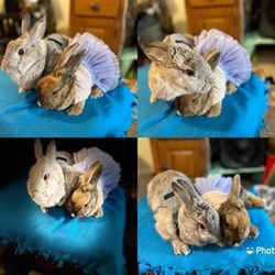 Mount Laurel Animal Hospital - Cinnamon and dusty  they were so amazing to them !