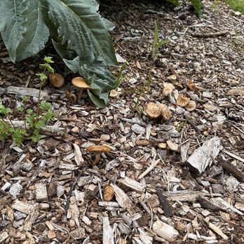Thomas Jefferson's Monticello - Random shrooms - Landmarks & Historical Buildings Near Me - Charlottesville, Virginia
