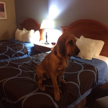 Super 8 by Wyndham Smithfield - Two double beds - Hotels Near Me - Smithfield, North Carolina