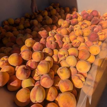 Gold Bud Farms - Seconds bin of ripe peaches-$2 per lb - Fruits & Veggies Near Me - Placerville, California Gold Bud Farms - Seconds bin of ripe peaches-$2 per lb - Fruits & Veggies Near Me - Placerville, California