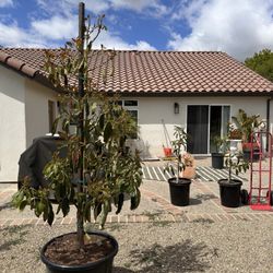 El Capulin Nursery - 7ft Carmen hass tree and 2 15 gal Reeds on clonal rootstock