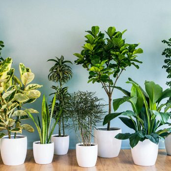 Healthy Air USA - Numerous research, including research from NASA, has shown that houseplants can remove formaldehyde, toluene, xylene, ammonia... - Environmental Testing Near Me - Marietta, Georgia Healthy Air USA - Numerous research, including research from NASA, has shown that houseplants can remove formaldehyde, toluene, xylene, ammonia... - Environmental Testing Near Me - Marietta, Georgia
