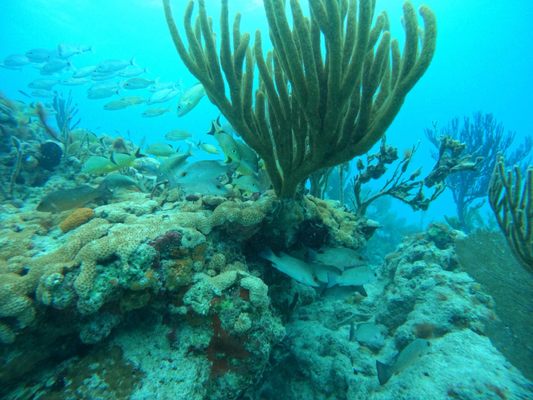 Islamorada Dive Center by null