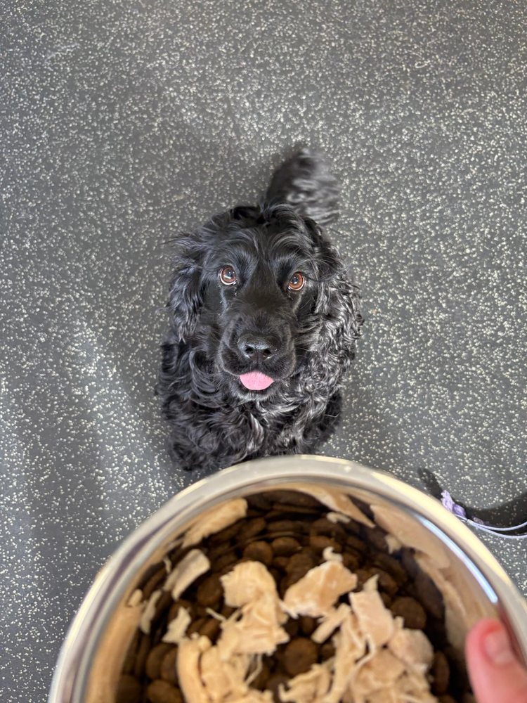 Dogtopia - pet boarding facility in Nashville, TN
