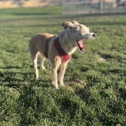 Seasons Dog Park