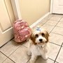 Photo of Bluebonnet Bunk'n Biscuit