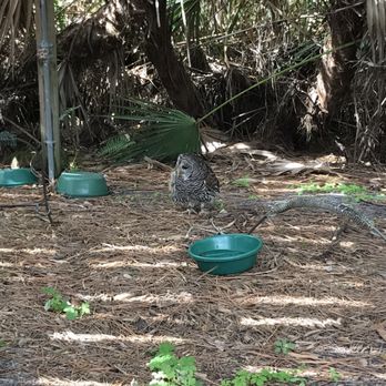 Busch Wildlife Sanctuary - Cool place to bring kids - Zoos Near Me - Jupiter, Florida Busch Wildlife Sanctuary - Cool place to bring kids - Zoos Near Me - Jupiter, Florida