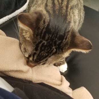 Cat & Craft - Cat Lounge - Coffee & Tea Near Me - Vista, California Cat & Craft - Cat Lounge - Coffee & Tea Near Me - Vista, California