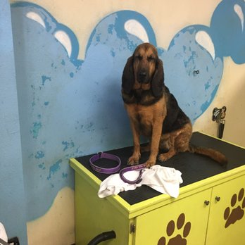 Bark N Wash - Pet Groomers Near Me - Centennial, Colorado