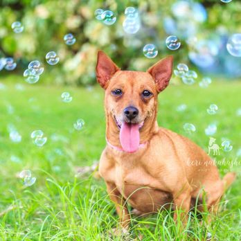 Keri Nakahashi Photography - Pet Photography Near Me