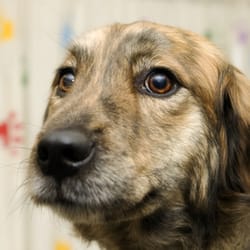Meadow Brook Animal Clinic
