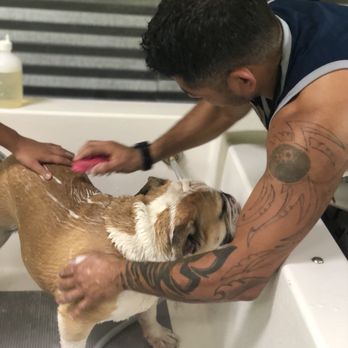 Blissful Bark Dog Wash - Pet Groomers Near Me - Flower Mound, Texas Blissful Bark Dog Wash - Pet Groomers Near Me - Flower Mound, Texas