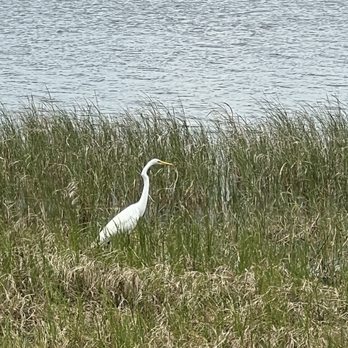 Griffin Park - Great Egret - Parks Near Me - Howey in the Hills, Florida Griffin Park - Great Egret - Parks Near Me - Howey in the Hills, Florida