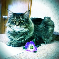 287 Animal Hospital - This is Simon out Office Manager!