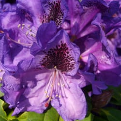 Botanischer Garten u. Rhododendronpark