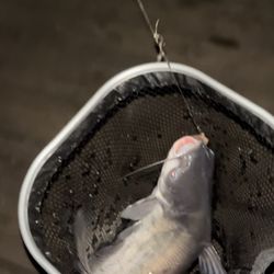 Lakeview Park - Catfish