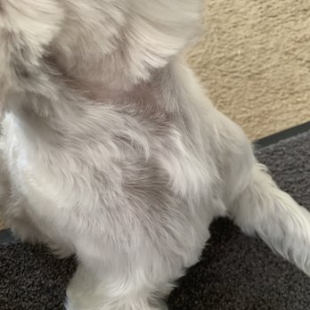 60 Bucks Mobile Grooming - Pet Groomers Near Me 60 Bucks Mobile Grooming - Pet Groomers Near Me